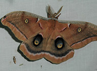 Polyphemus moth