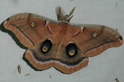 Polyphemus moth