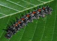 Spiny elm caterpillar