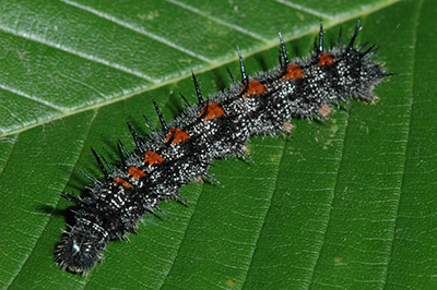 Spiny elm caterpillar