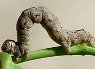 Spring cankerworm
