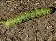 Whitelined sphinx caterpillar