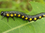 Willow sawfly