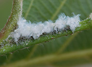 Woolly alder aphid