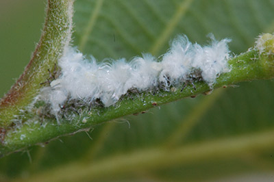 Woolly alder aphid