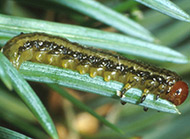 Yellowheaded spruce sawfly