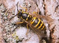 Yellowjacket