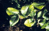 Image: Honeycrisp Leaf Mottle Disorder 1