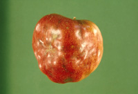 Image: Apple Maggot 1