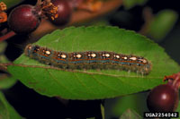 Image: Forest Tent Caterpillar 2