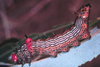 Image: Redhumped Caterpillar 3