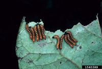 Image: Redhumped Caterpillar 1