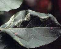 Image: Spotted Tentiform Leafminer 1