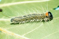 Image: Yellownecked Caterpillar 2