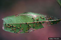 Image: Yellownecked Caterpillar 1