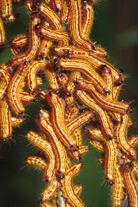 Image: Yellownecked Caterpillar 3
