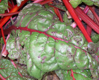 Image: Cercospora Leaf Spot 2