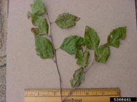 Image: Birch anthracnose or leaf spot 3