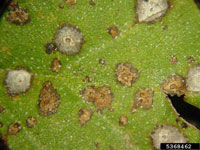 Image: Birch anthracnose or leaf spot 2