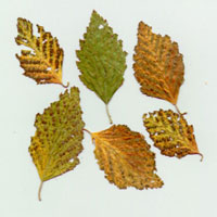Image: Birch anthracnose or leaf spot 1