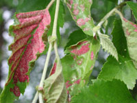 Image: Birch erineum or velvet gall 1