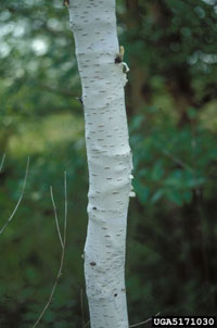 Image: Bronze birch borer 3
