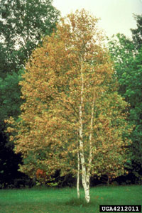 Image: Birch leafminer 3