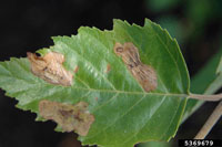 Image: Birch leafminer 1