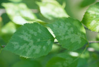 Image: Birch leafminer 2