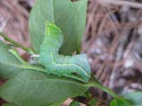 Image: Honeycrisp Leaf Mottle Disorder 2