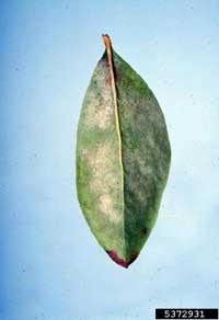 Image: Honeycrisp Leaf Mottle Disorder 2