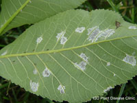 Image: Downy leaf spot 1