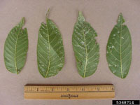 Image: Downy leaf spot 2
