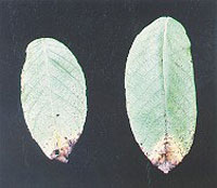 Image: Leaf spot 2