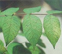 Image: Leaf spot 1