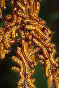 Image: Yellownecked caterpillar 1