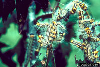 Image: Yellownecked caterpillar 3