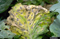 Image: Black Leaf Spot/Gray Leaf Spot 2