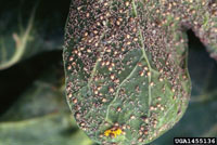 Image: Aphid 3