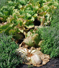Image: Cabbage Maggot 1
