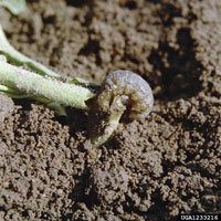 Image: Cutworms 1