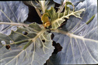 Image: Imported Cabbageworm 1