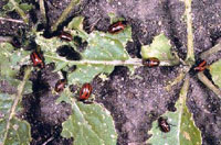 Image: Red Turnip Beetle 1