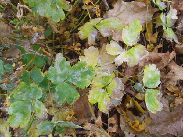 Columbine leaves turning purple