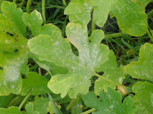 What S Wrong With My Plant Garden University Of Minnesota Extension