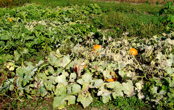 What S Wrong With My Plant Garden University Of Minnesota Extension