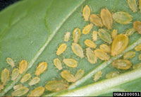 Image: Aphids 3