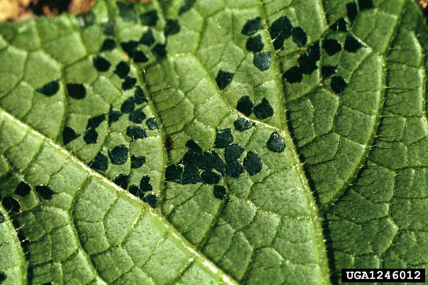 Little Black Dots On Plants Shapeyourminds