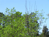 Image: Environmental stress, tree top - no leaves