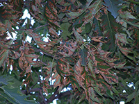Image: Environmental stress, brown leaves